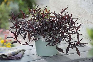 《怪物猎人物语》steam预购开启 国区148元